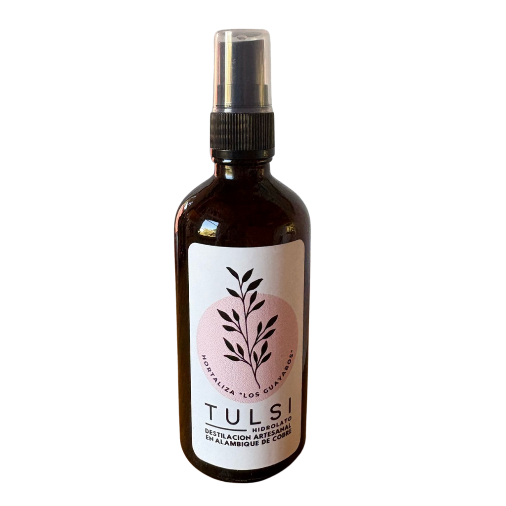 Albahaca sagradade la India “Tulsi” Ocimum tenuiflorum