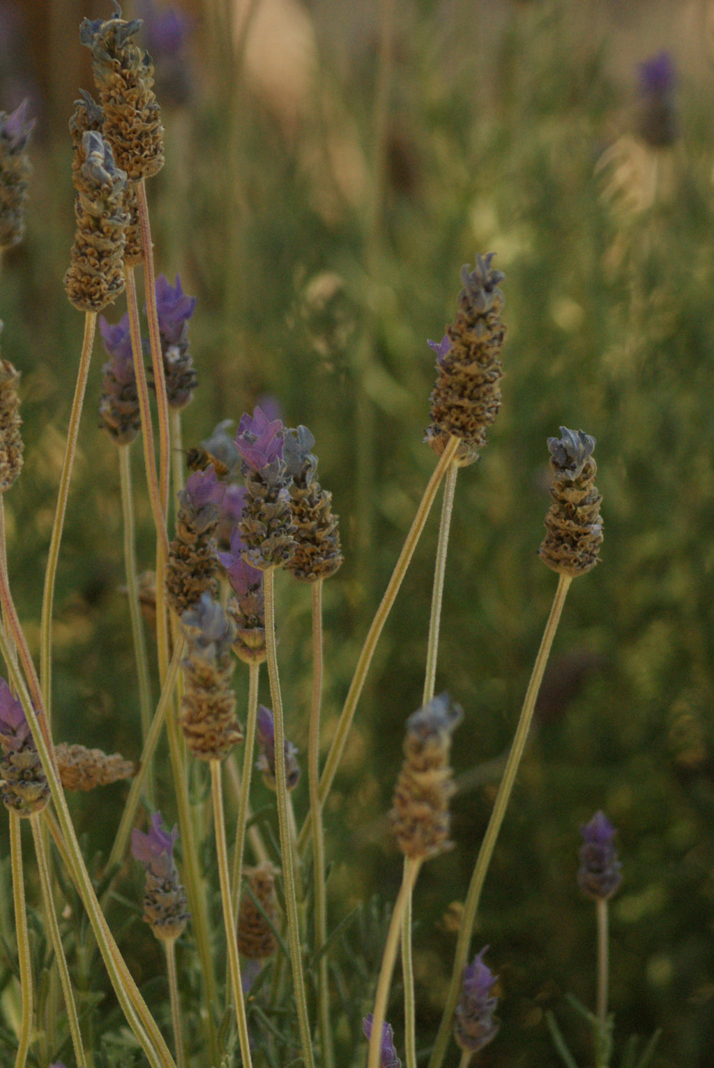 Hidrolato Lavanda angustifolia (Lavanda común):
