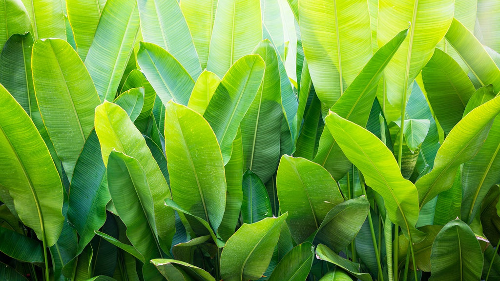 Hidrolato Hoja de platáno (Musa × paradisiaca L.)