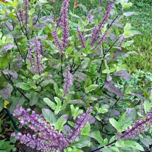 Albahaca sagradade la India “Tulsi” Ocimum tenuiflorum